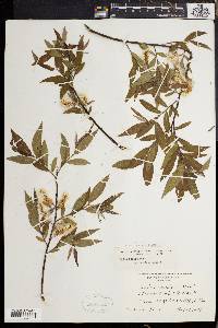 Salix rigida image