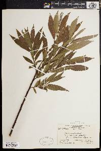 Salix rigida image