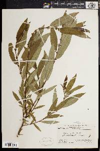 Salix rigida image