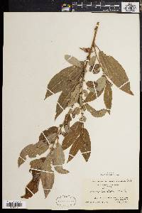 Salix rigida image