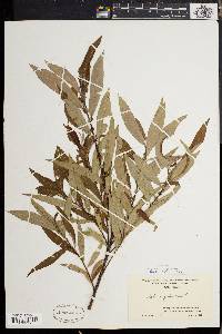 Salix rigida image