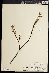 Salix rigida image