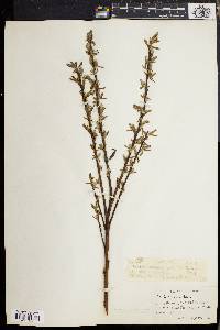 Salix cordata image