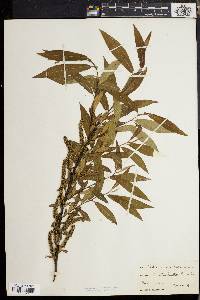 Salix rigida image