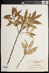 Salix cordata image