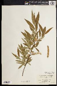 Salix rigida image