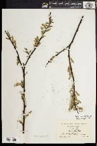 Salix rigida image