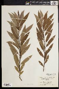 Salix rigida image