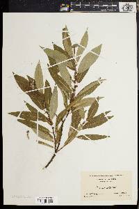 Salix rigida image