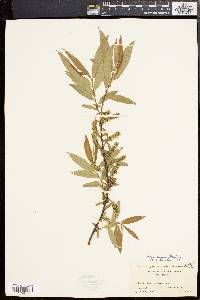 Salix rigida image