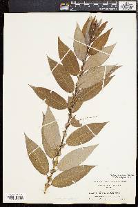 Salix rigida image