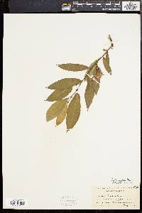 Salix rigida image