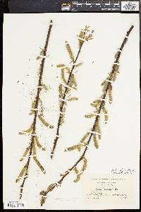 Salix rigida image