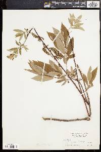 Salix rigida image