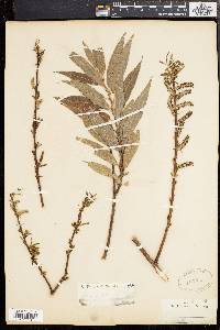 Salix rigida image