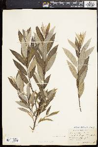 Salix sericea image