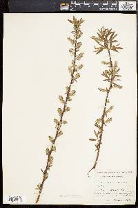 Salix sericea image