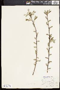 Salix sericea image