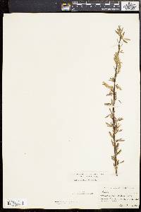 Salix sericea image