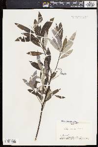 Salix sericea image