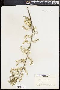 Salix sericea image