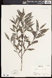 Salix sericea image