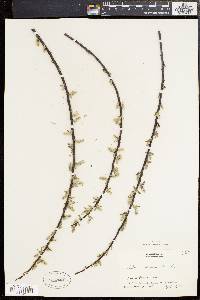 Salix sericea image