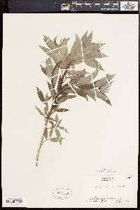 Salix sericea image