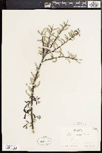 Salix sericea image