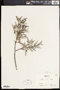 Salix sericea image