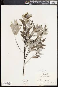 Salix sericea image