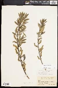 Salix sericea image