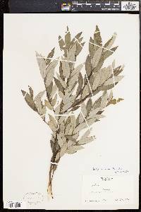 Salix sericea image