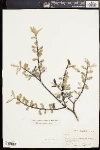 Salix sericea image