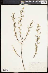 Salix sericea image