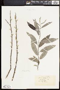 Salix sericea image