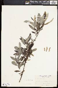 Salix sericea image