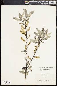 Salix sericea image
