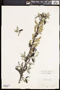 Salix sericea image