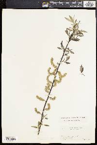 Salix sericea image