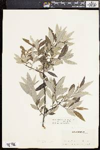 Salix sericea image