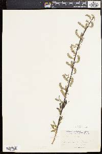 Salix sericea image