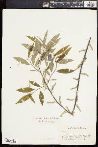 Salix sericea image