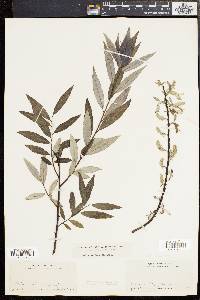 Salix sericea image