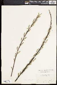 Salix sericea image