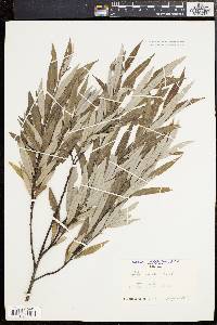 Salix sericea image