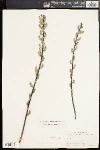 Salix sericea image