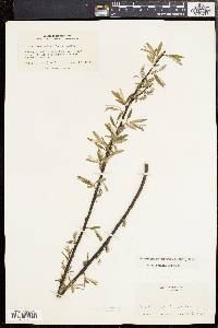 Salix sericea image