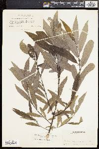 Salix sericea image