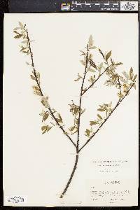 Salix sericea image